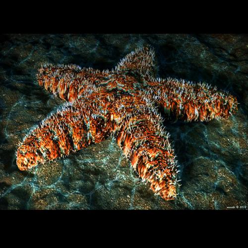 Starfish - Seastar - Asteroidea preview image